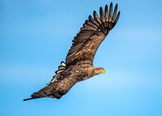 Juvenile White Tailed Eagle in flight with Wings Spread. Scientific name: . Haliaeetus albicilla. Blue sky background.