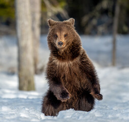 Brown bear cub standing on hind legs on the snow in winter forest. Ursus arctos, Wild Nature,...