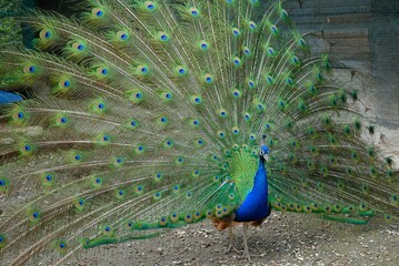 male peacock with feather fan