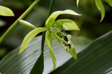 black orchid, borneo, Indonesia