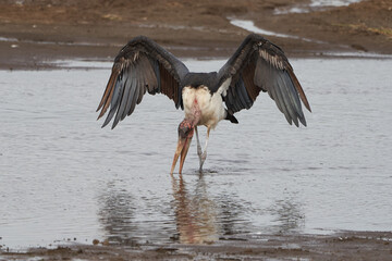 marabou stork Leptoptilos crumenifer wading open wings Ciconiidae