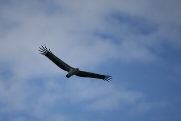 Martial eagle Polemaetus bellicosus large sub-Saharan Africa species of booted eagle subfamily Aquillinae