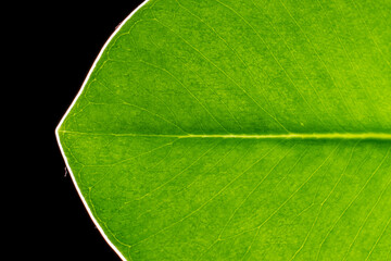 green leaf on a black background