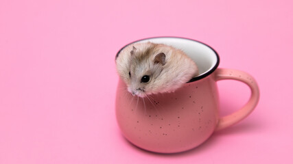 hamster sitting in a mug closeup, pink background