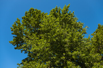 big tree covered with dense green leaves with tiny flowers blooming on the branch under the blue sky on a sunny day