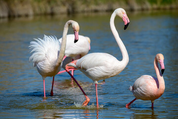 Pink Flamingo, Southern France, Camargue