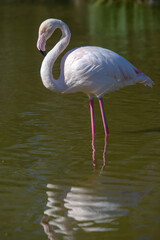Pink Flamingo, Southern France, Camargue