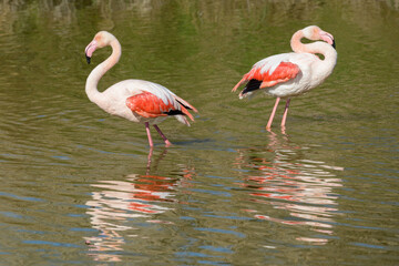 Pink Flamingo, Southern France, Camargue