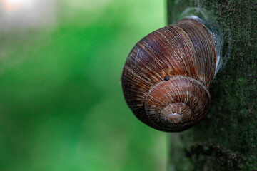 Schnecke