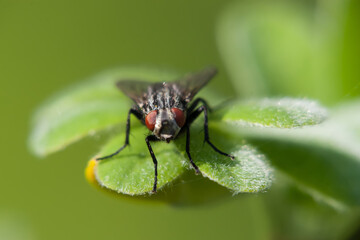 fly on green leaf