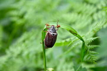 chafer beetle on green grass