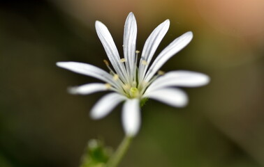 Kleien weiße Blüten einer Hain-Sternmiere