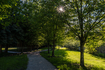 trail around small park covered with green foliage while sunlight shines through the gaps of leaves