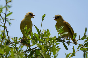 Yellow fronted canary Crithagra mozambica yellow eyed finch couple discussion