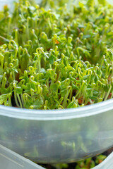 Microgreen close-up. Sprouts of watercress grow at home.