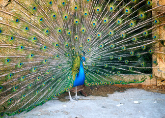 Obraz na płótnie Canvas A bright blue peacock with an open tail.