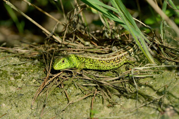 beautiful bright green lizard closeup