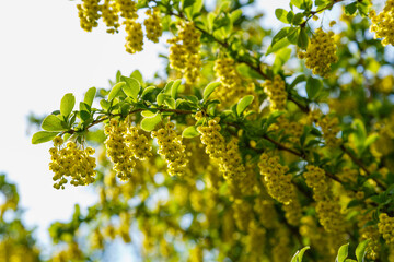 Berberis vulgaris flower growing in spring time