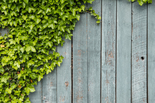 rough wooden fence with half side covered with green leaves © Yi