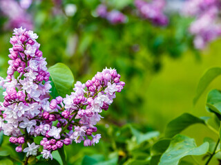 Beautiful lilac flowers branch on a green background, natural spring background