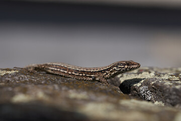 common wall lizard podarcis muralis Reptile Close up Portrait Clear