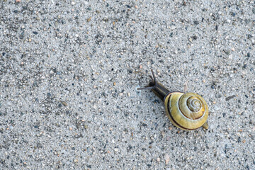top down of one snail slowly moving forward on the sidewalk  © Yi