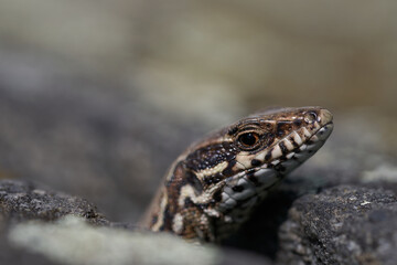 common wall lizard podarcis muralis Reptile Close up Portrait Clear