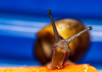 snail
