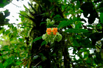 orange tropical flowers 