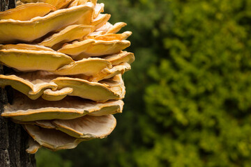 Chicken of the Woods is one of the most beautiful bracket fungi