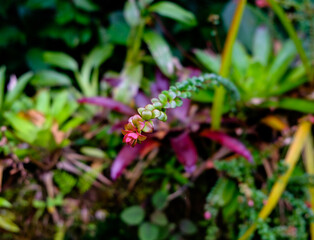purple flower in the jungle