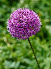 Giant Onion (Allium Giganteum) blooming. Field of Allium / ornamental onion. Few balls of blossoming Allium flowers. Beautiful picture with Alliums for the gardening theme.