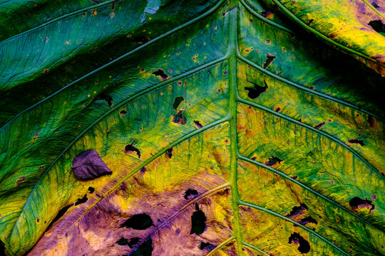 colorful leaf texture
