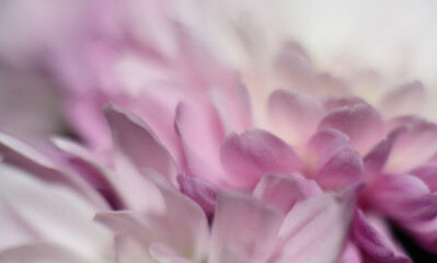 Beautiful close up chrysanthemum shot 