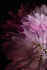 Beautiful close up chrysanthemum shot 