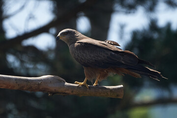 Black kite Portrait Milvus Milvus Ngorongoro Crater 