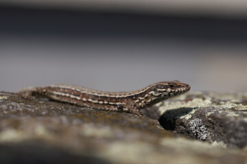 common wall lizard podarcis muralis Reptile Close up Portrait Clear
