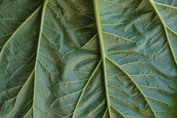 The structure and texture of rhubarb leaf. Underside. Main veins and branching of veins. Top view. Copy space.