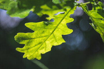 green oak leaf illuminated by the sun, close up view
