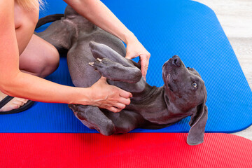 Weimaraner Hund bei der Behandlung