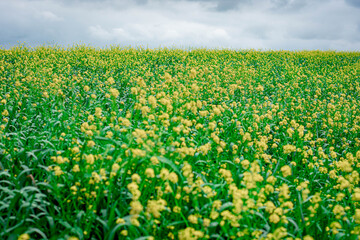 Rapeseed, yellow flowers in green grass, field of yellow flowers, summer Ukraine