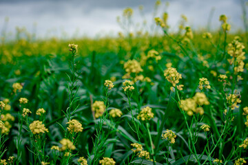 Rapeseed, yellow flowers in green grass, field of yellow flowers, summer Ukraine