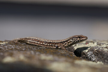 common wall lizard podarcis muralis Reptile Close up Portrait Clear