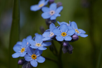 Myosotis Alps Switzerland family Boraginaceae forget me nots or scorpion grasses