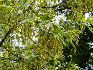 Acer negundo 'Variegatum', érable négundo panaché, magnifique arbre décoratif au port arrondi,...