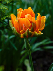 Orange tulipa in garden close up