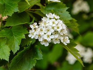 Branch of white flowers on blooming Crataegus monogyna. Blossom hawthorn flowering tree