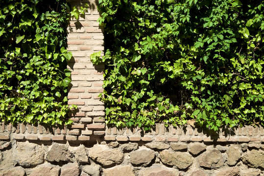 Ivy background view