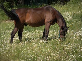 Pure arabian stallion grazing in spring meadow.
