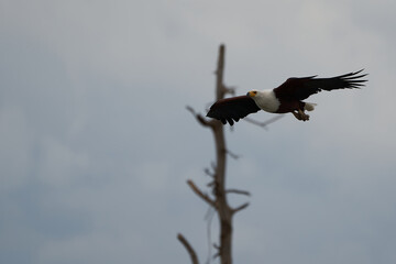 African Fish Sea Eagle Catching Fish Lake Hunting Haliaeetus vocifer